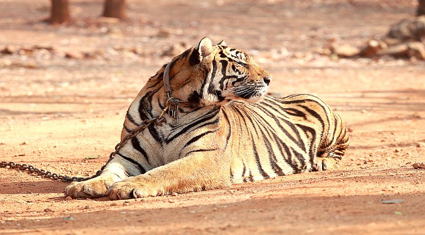 Why You Should Not Visit The Tiger Temple