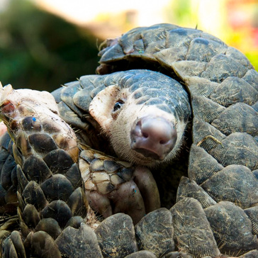 New & Endangered: A Potential New Species of Pangolin, A Historic Threat