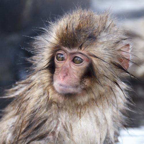Snow monkey facts | The Great Projects