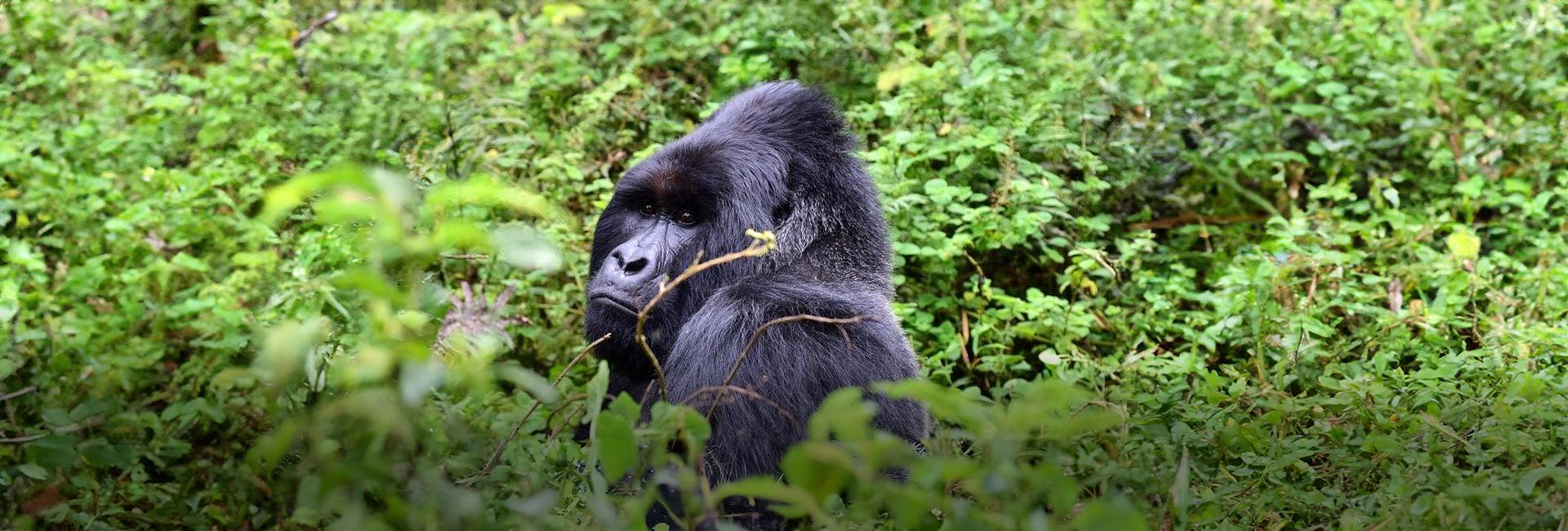 The Great Gorilla Project Review - "More than an adventure, it is a trip of a lifetime!"