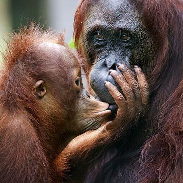 The Use Of Palm Oil - Are We Harming Our Planet?