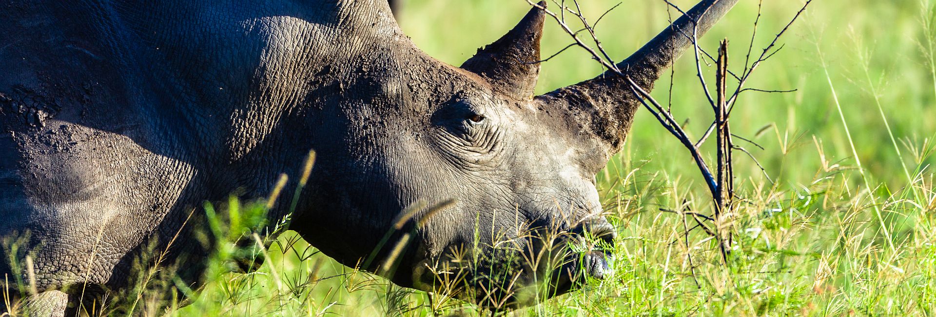 An Update From Zululand – Close Encounters of the Animal Kind!