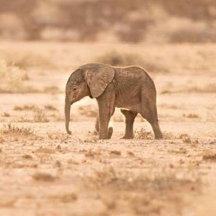 All About Elephants – 5 Nelly Updates from 5 Different Projects!