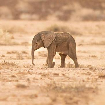 All About Elephants – 5 Nelly Updates from 5 Different Projects!