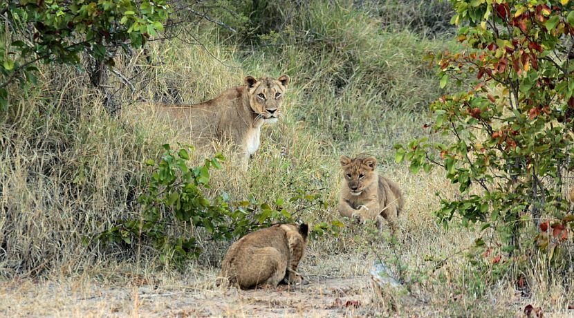 New arrivals on The Great Lion Project