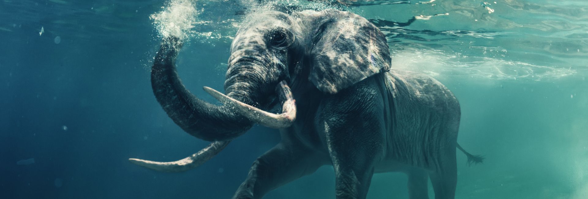 World Wildlife Conservation Day