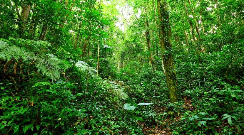 4 Orangutans to be released from the Samboja Lestari Orangutan Centre