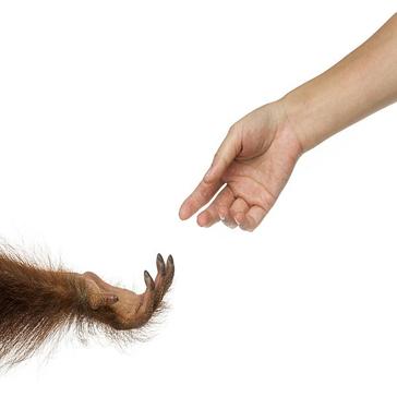 International Orangutan Day - Extinction In 25 Years?