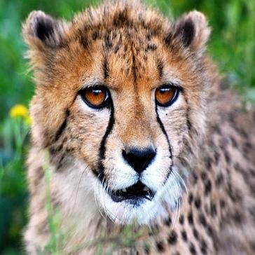 Our Top 5 Cheetah Facts!