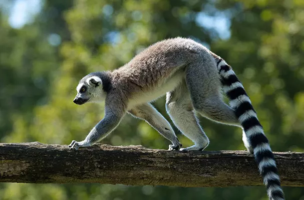 Ring-tail Lemur at Lemur Park in Madagascar