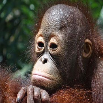 Indonesian Animal Rights Day