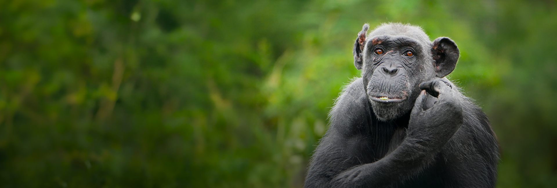 What Happens After You Leave? The Long-Term Impact of Conservation Volunteering