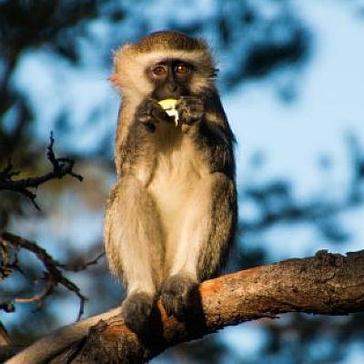 An Update From The Lilongwe Wildlife Centre - The Vervet Monkeys Are Doing Well! 