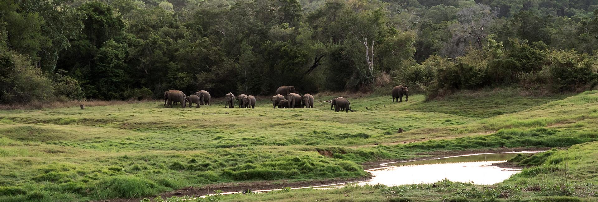 Update From The Great Elephant Project - Night Watchman Māma’s House Was Eleraided!