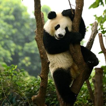 Become A Panda Expert By Checking Out Our Panda Day Infographic
