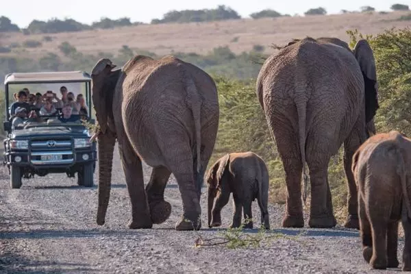 Game Drives at Amakhala