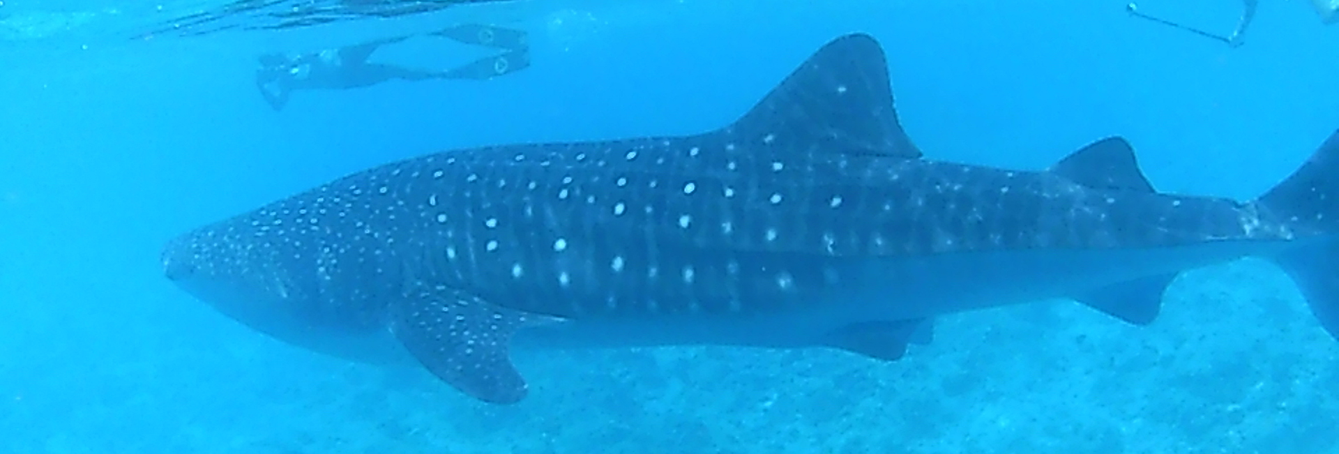 Volunteer Juliet Reviews The Whale Shark Research Project!