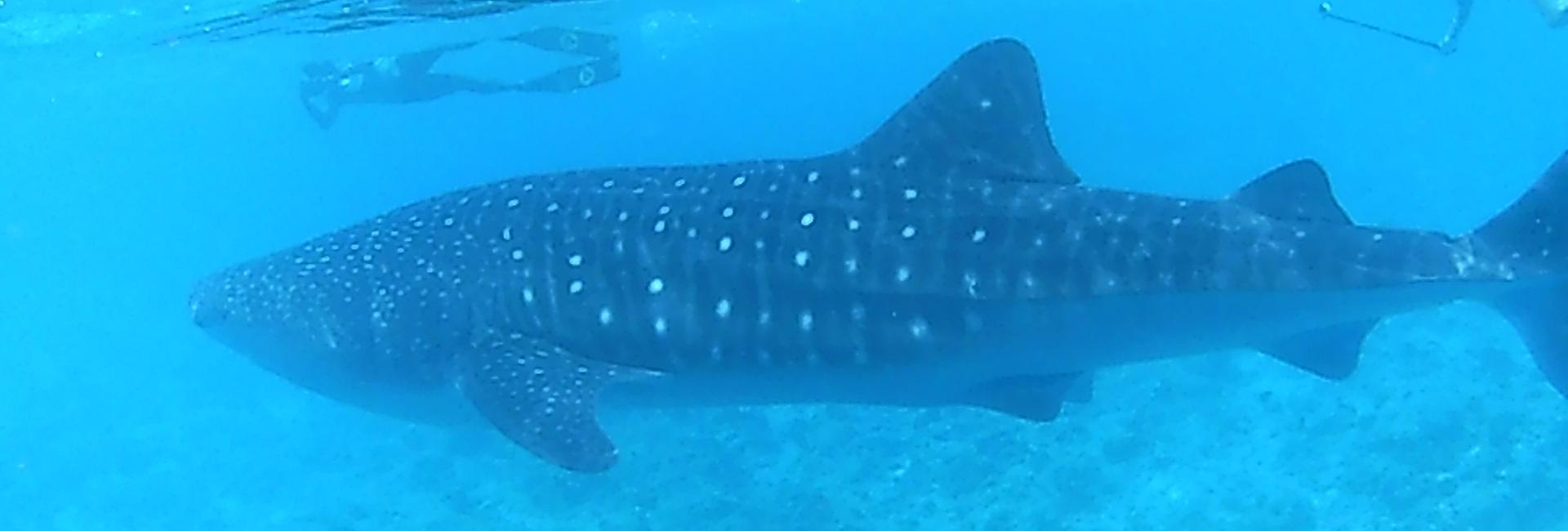 Volunteer Juliet Reviews The Whale Shark Research Project!