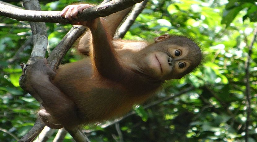 Orangutan Holidays Are Becoming More Popular. Find Out Why!