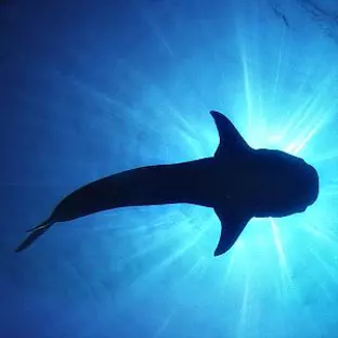International Whale Shark Day 