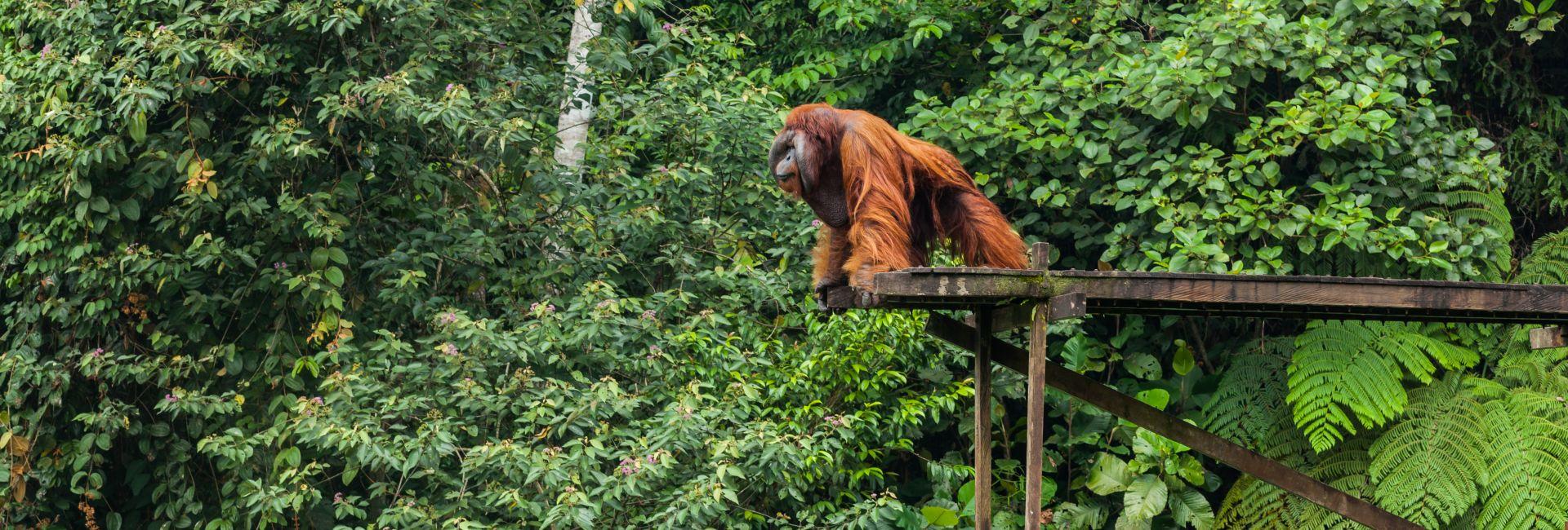 Volunteer Review - Read All About Inge's Experience On The Great Orangutan Project!