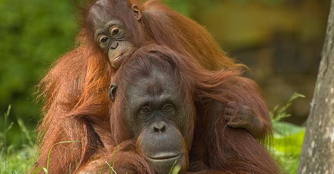 Wildlife