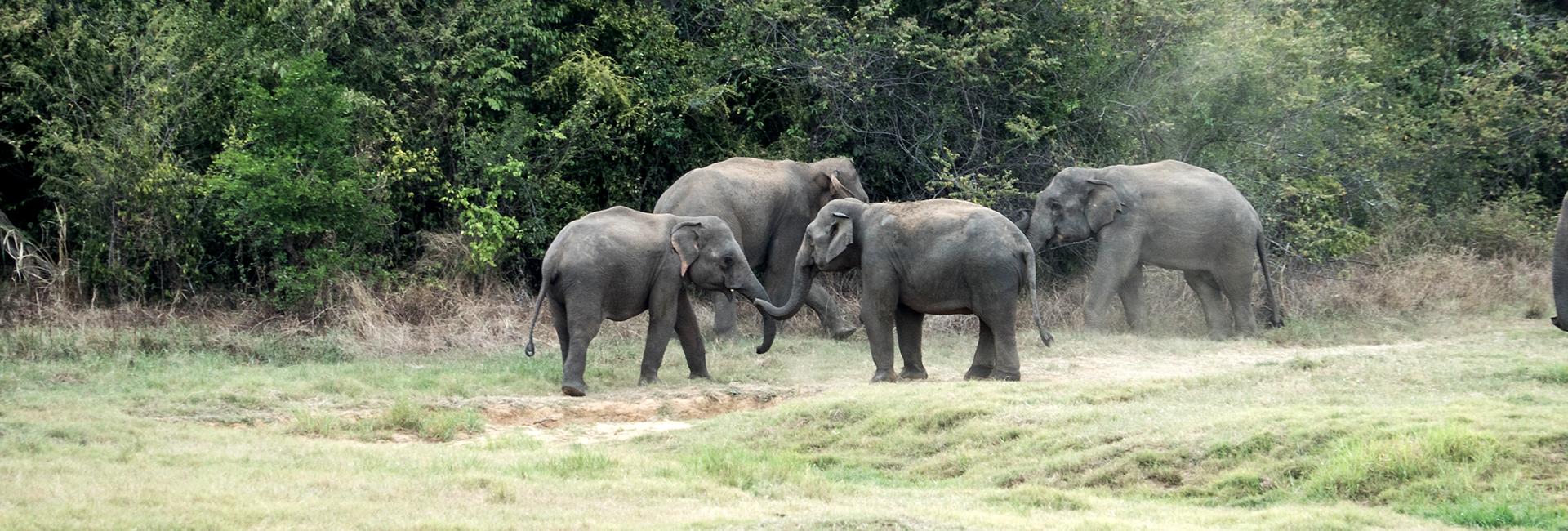Why The Great Elephant Project Desperately Needs Volunteers This Summer!
