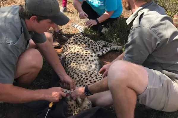 Cheetah Collaring at Amakhala