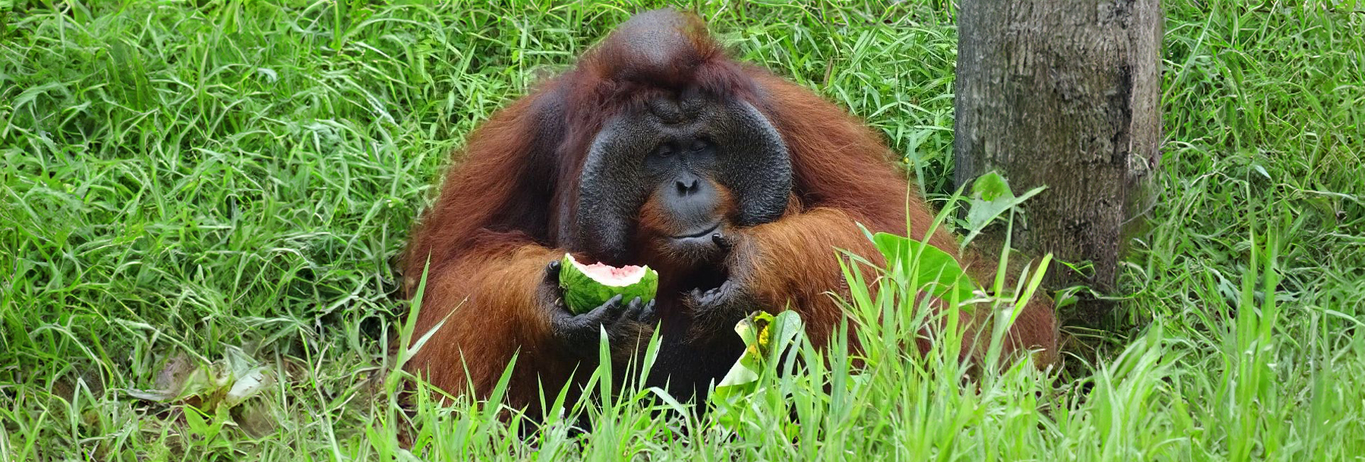 'So Many Memories I Will Never Forget...I Would Go Back In A Heartbeat.' - Read Kerry's Review Of Samboja!