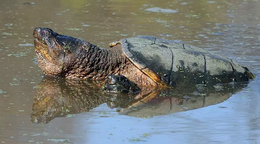 Snapping Turtles - Learn More About These Unique Animals?