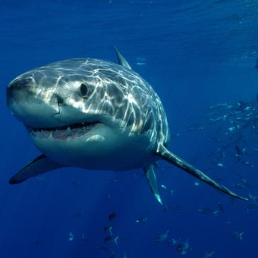 The Great White Shark Conservation Project!