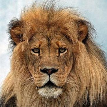 World Lion Day 2017 - The African Lion Could Be Extinct By 2050! 