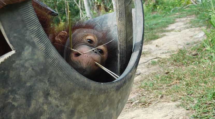 Back By Popular Demand - A New Update On The Adorable Orangutan Josh!