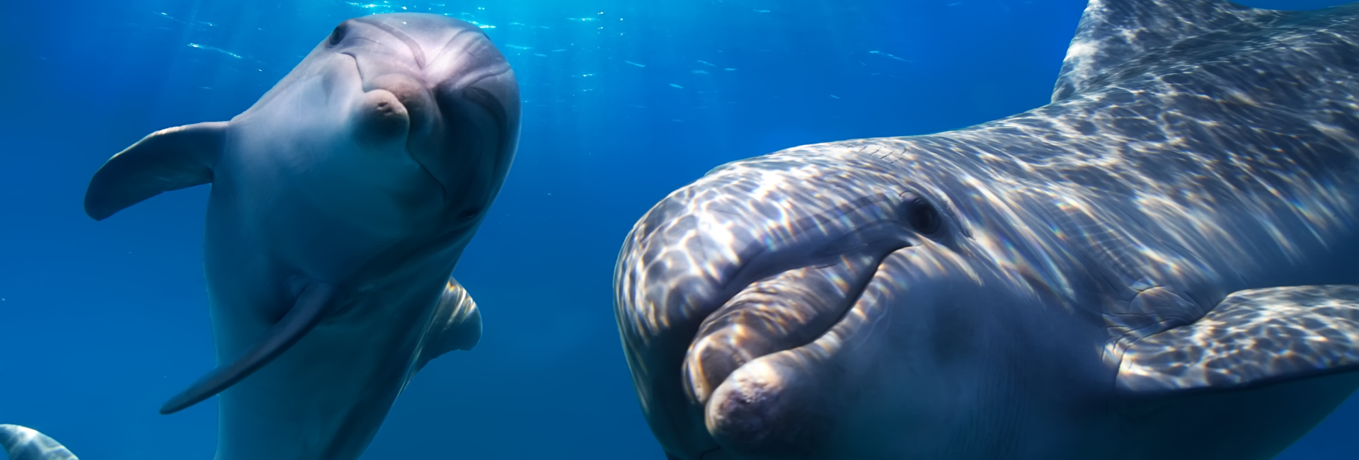 National Dolphin Day - Humans Responsible For 95% Of Dolphin Deaths!