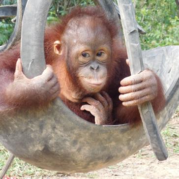 Back By Popular Demand - A New Update On The Adorable Orangutan Josh!