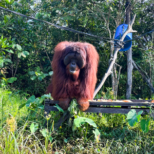 Back in Borneo: Our First 2026 Volunteers Get to Work at Samboja Lestari