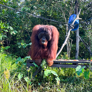 Back in Borneo: Our First 2026 Volunteers Get to Work at Samboja Lestari