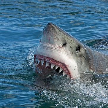 8 Things You Need To Know To Survive Your Shark Diving Experience! 