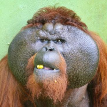 Volunteer Experiences - Orangutan and Tribes Tour