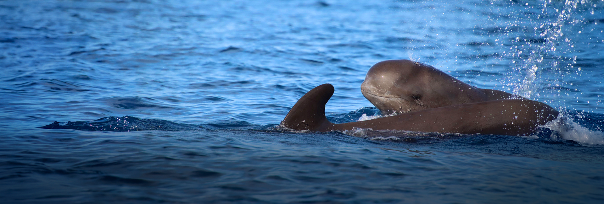 Whale & Dolphin Conservation in Tenerife