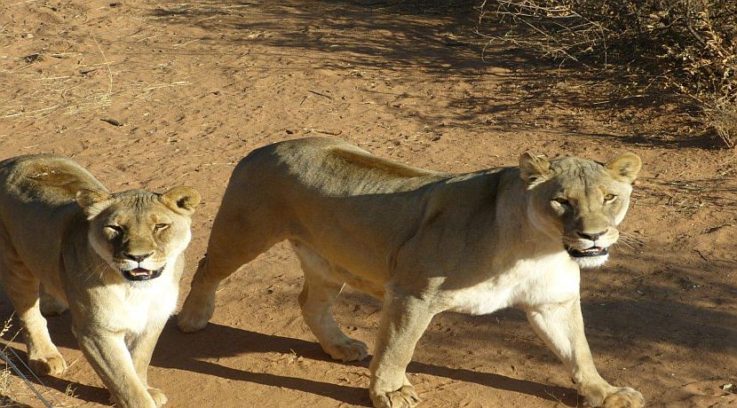 Nikita in Namibia - Day 8 