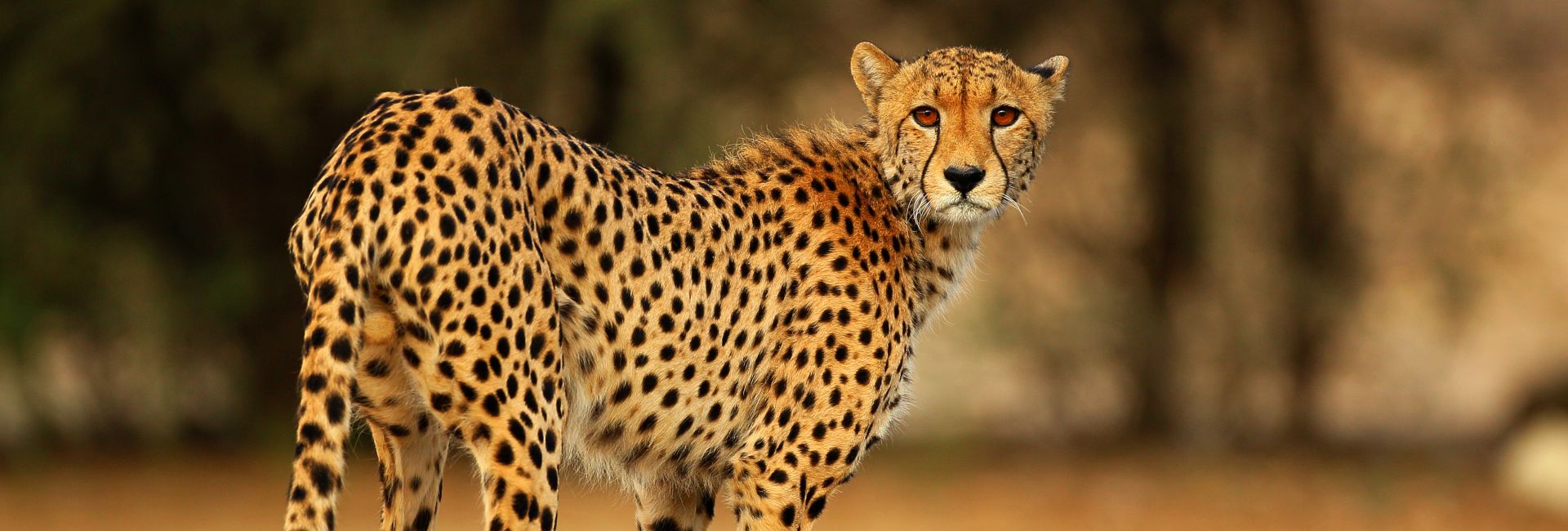 Our Top 5 Volunteer Projects For Students