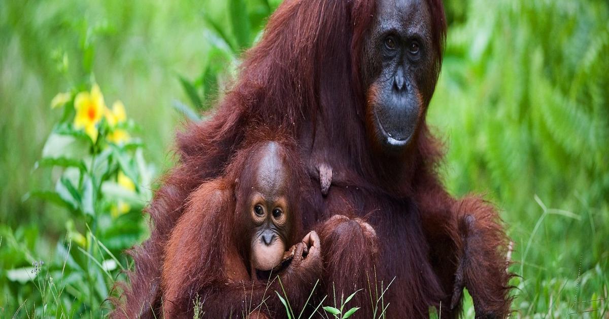 Endangered Species Day 2017 | The Great Projects
