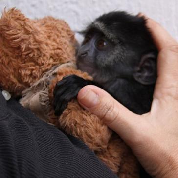 More Great News From Lilongwe, Including A Mischievous Monkey And Three Jackals!