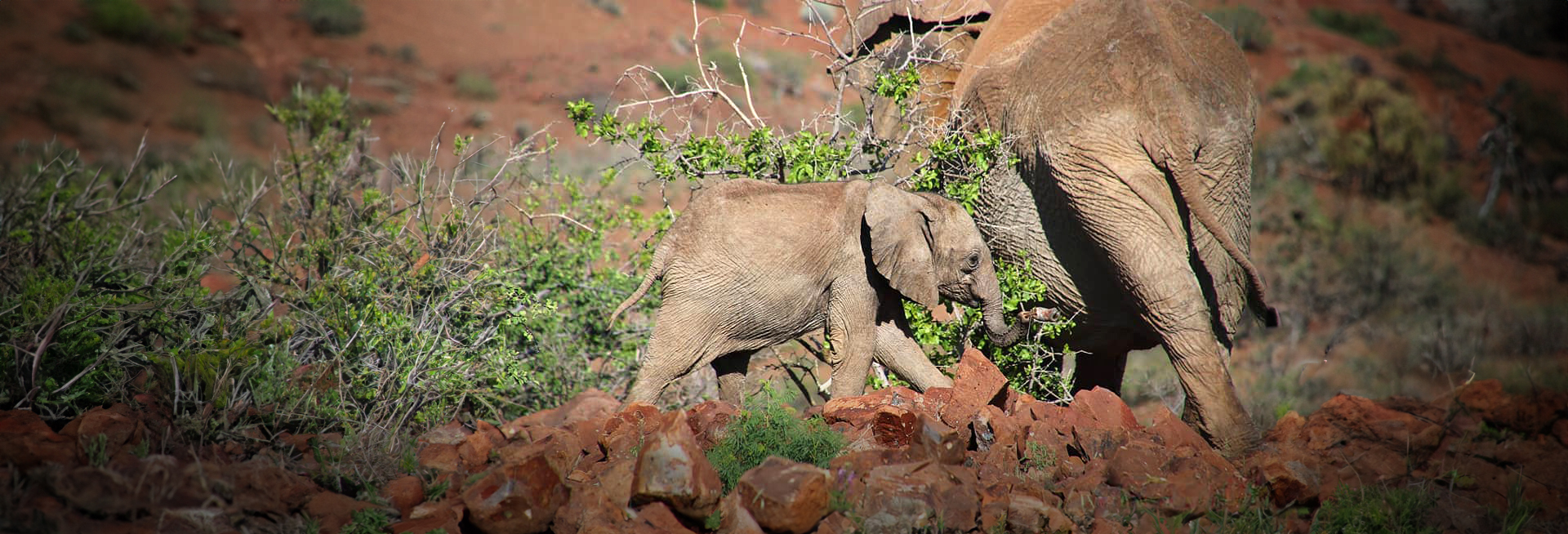 Desert Elephants in Namibia – An Unfortunate Snare Incident