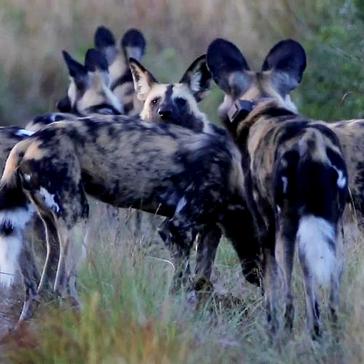 Zululand Wildlife Conservation Project – Tembe’s Wild Dog Pack Is Growing!
