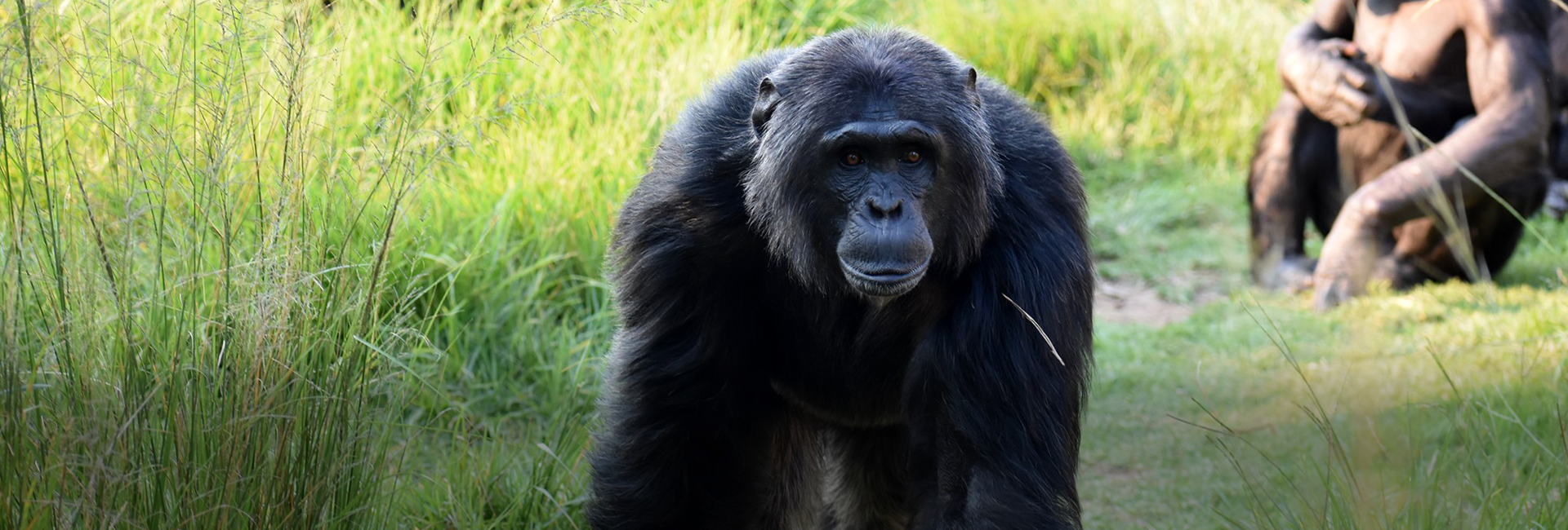 Honouring Jane Goodall: A Personal Tribute from The Great Projects