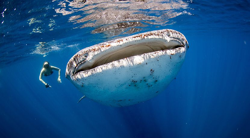 What Actually Is A Whale Shark?