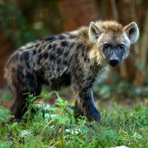 Lilongwe Wildlife Centre