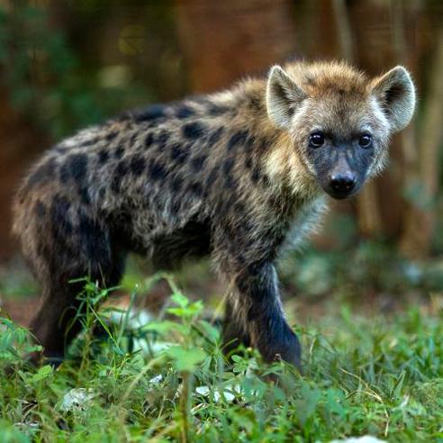 Lilongwe Wildlife Centre